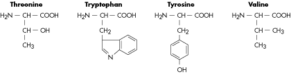 amino acid #5