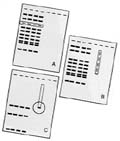 superagarose protocol