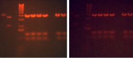 UV gel samples